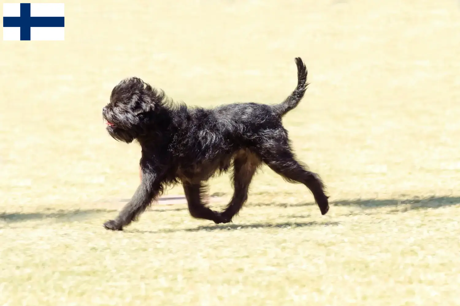 Affenpinscher hvalpe og opdrættere Finland Her kan du finde Affenpinscher-opdrættere i Finland.
