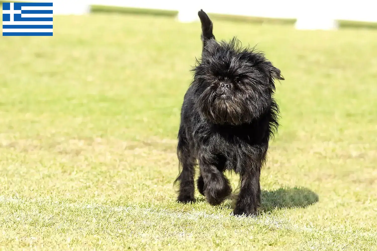 Affenpinscher hvalpe og opdrættere Grækenland Her kan du finde Affenpinscher-opdrættere i Grækenland.