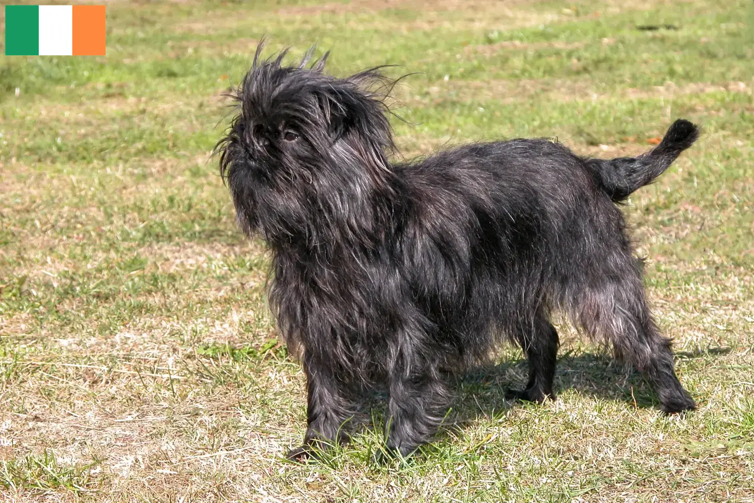 Affenpinscher hvalpe og opdrættere Irland Find Affenpinscher-opdrættere i Irland her.