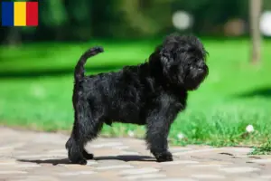 Read more about the article Affenpinscher-opdrættere og hvalpe i Rumænien