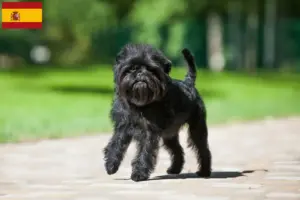 Read more about the article Affenpinscher-opdrættere og hvalpe i Spanien