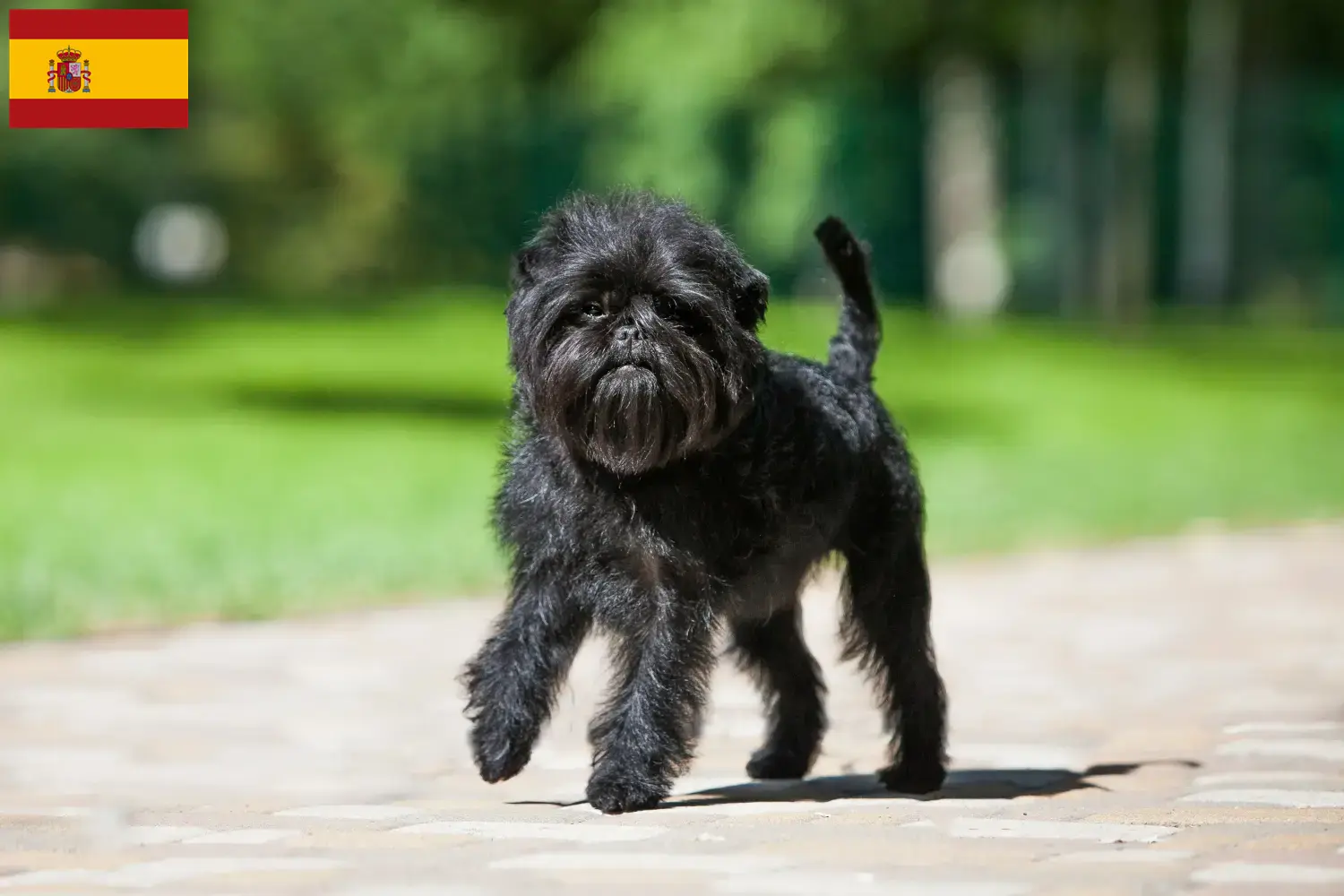Read more about the article Affenpinscher-opdrættere og hvalpe i Spanien