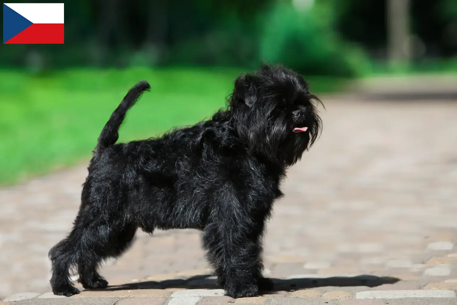 Affenpinscher hvalpe og opdrættere Tjekkiet Her kan du finde Affenpinscher-opdrættere i Tjekkiet.