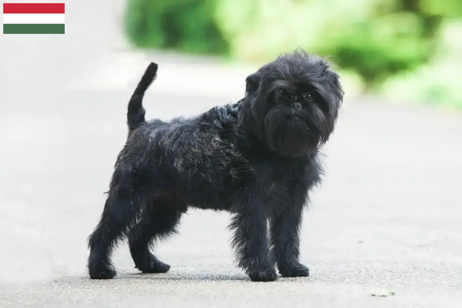 Affenpinscher hvalpe og opdrættere Ungarn Her kan du finde Affenpinscher-opdrættere i Ungarn.