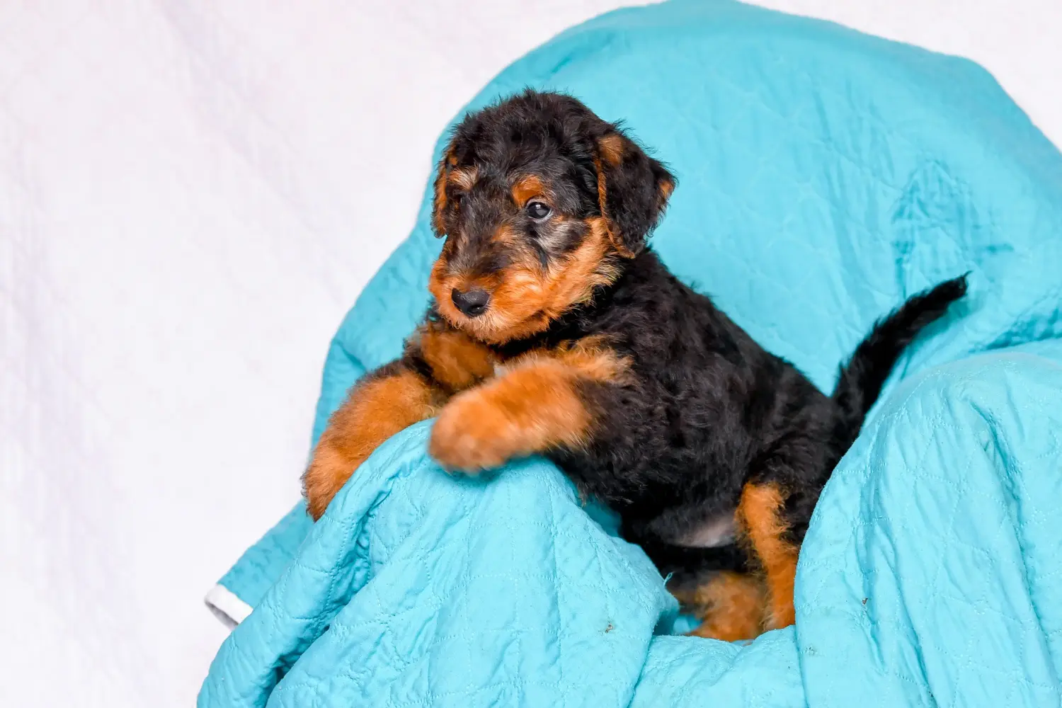 At købe en Airedale Terrier-hvalp betyder at tage ansvar! Køb Airedale Terrier hvalpe.