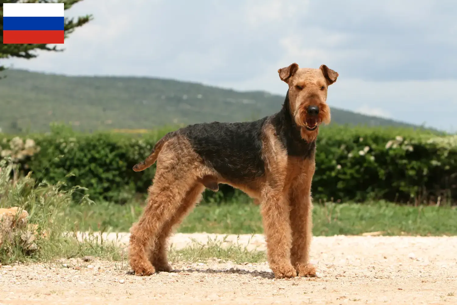 Airedale Terrier hvalpe og opdrættere Rusland Find Airedale Terrier opdrættere i Rusland.