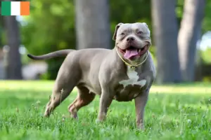 Read more about the article Opdrættere af amerikanske bulldogs og hvalpe i Irland