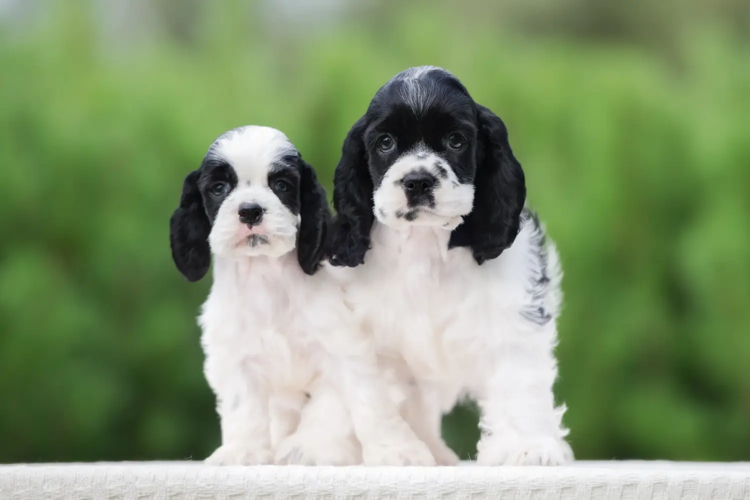 At købe en American Water Spaniel-hvalp betyder at tage ansvar! Køb amerikansk cocker spaniel hvalpe.