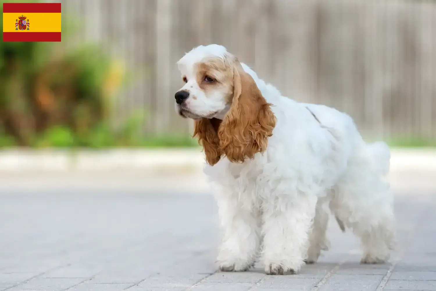 Amerikansk cocker spaniel hvalpe og opdrættere Spanien Find her amerikanske cocker spaniels opdrættere i Spanien.
