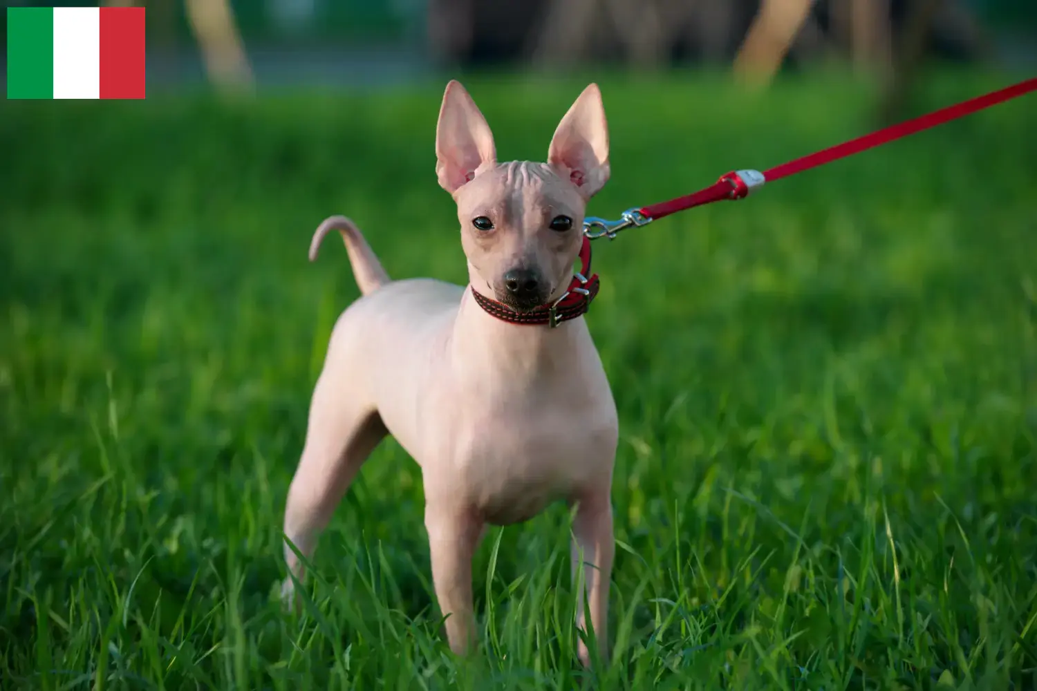 Amerikansk hårløs terrier hvalpe og opdrættere Italien Find opdrættere af amerikansk hårløs terrier i Italien her.