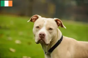 Read more about the article Amerikansk Pit Bull Terrier opdrættere og hvalpe i Irland