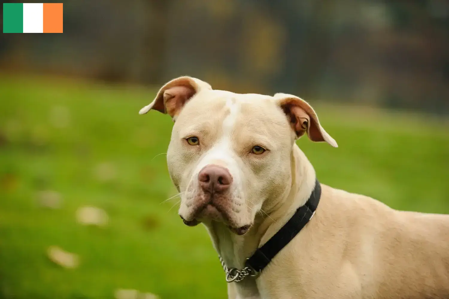 Read more about the article Amerikansk Pit Bull Terrier opdrættere og hvalpe i Irland