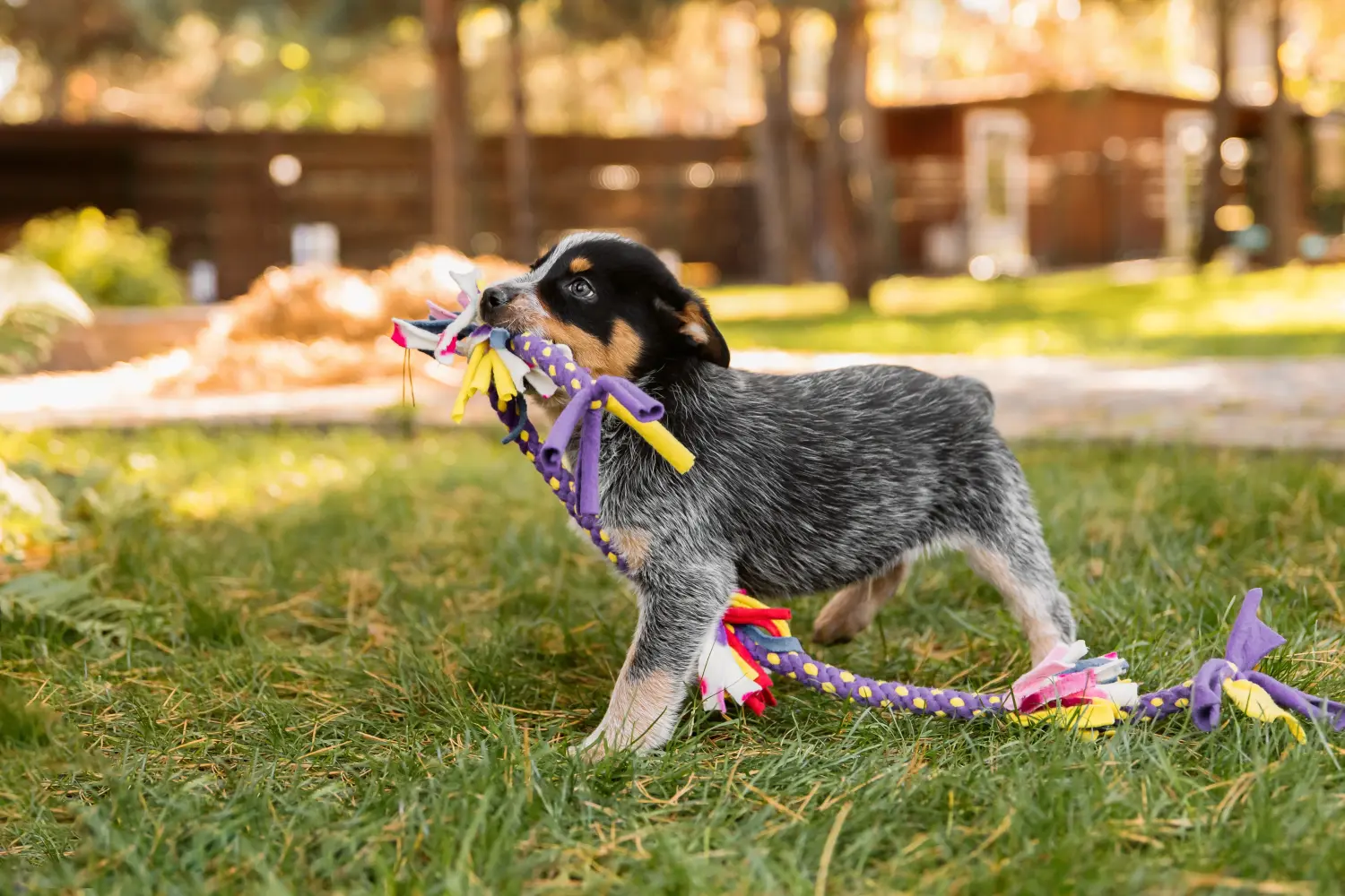 At købe en Australian Cattle Dog-hvalp betyder at tage ansvar! Køb hvalpe af australsk kvæghund.