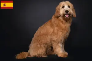 Read more about the article Australian Cobberdog opdrættere og hvalpe i Spanien