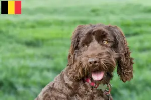 Read more about the article Australian Labradoodle opdrættere og hvalpe i Belgien