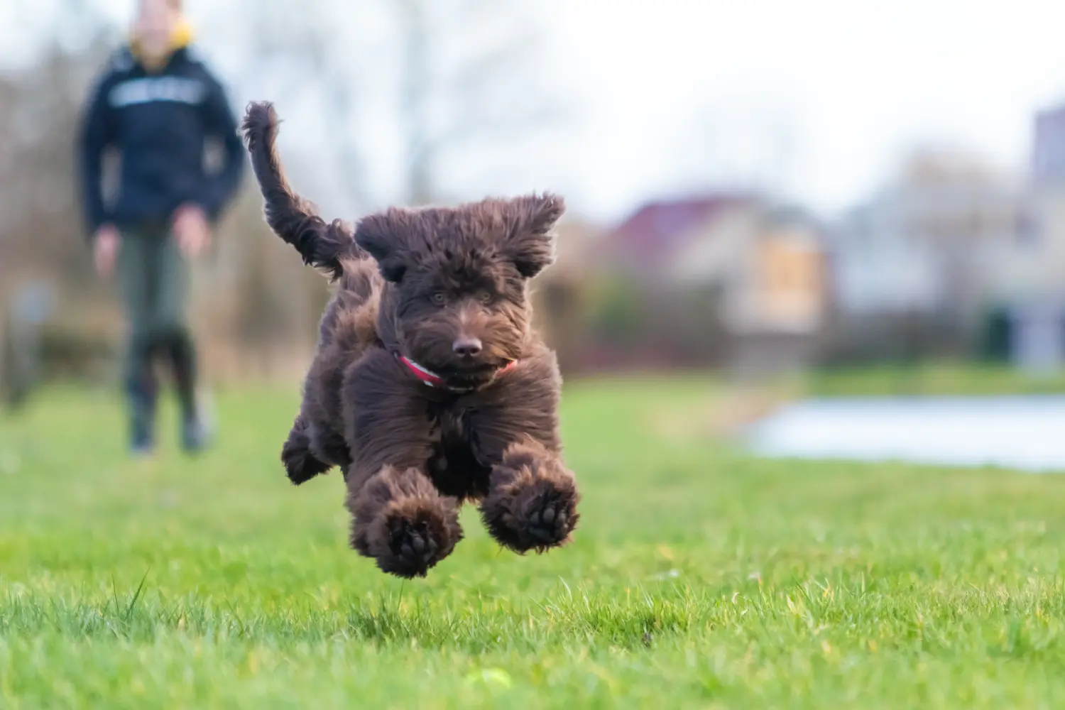 At købe en australsk labradoodle-hvalp betyder at tage ansvar! Køb australske labradoodle-hvalpe.