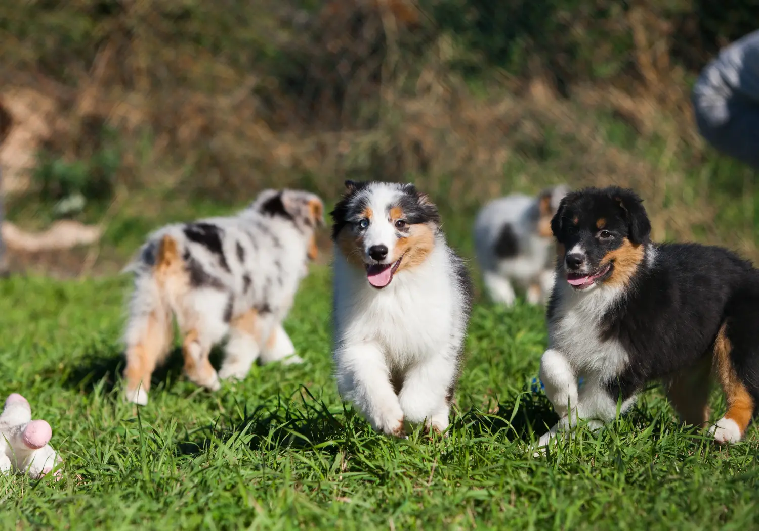 At købe en Australian Shepherd-hvalp betyder at tage ansvar! Køb Australian Shepherd-hvalpe.