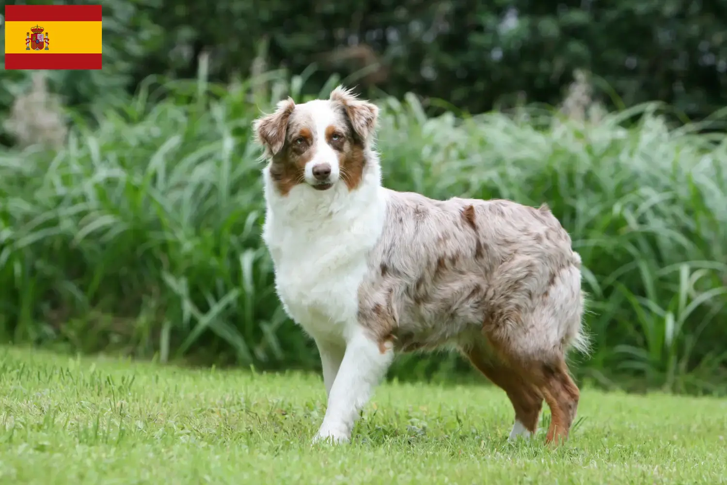 Read more about the article Australian Shepherd-opdrættere og hvalpe i Spanien