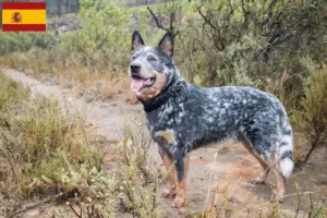 Read more about the article Australian Cattle Dog opdrættere og hvalpe i Spanien