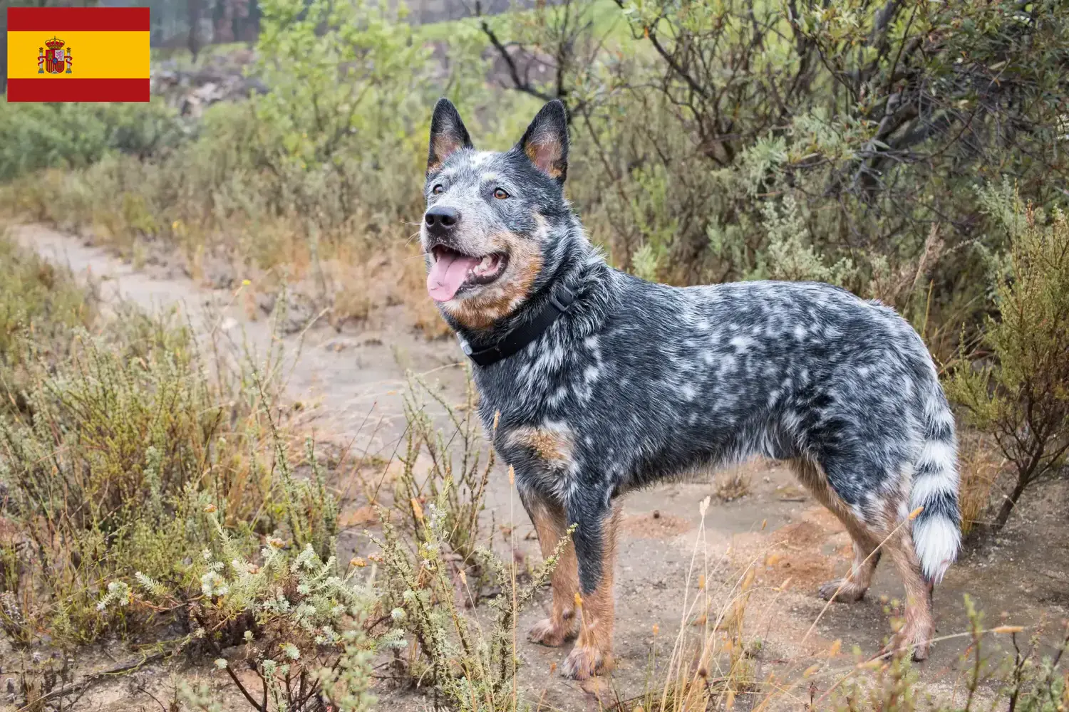 Australian Cattle Dog hvalpe og opdrættere Spanien Find opdrættere af australske kvæghunde i Spanien.