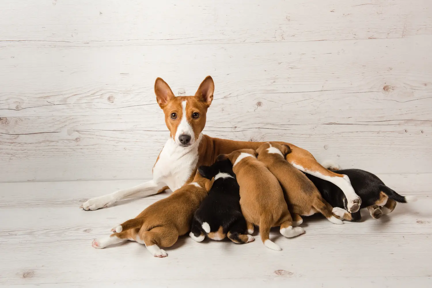 At købe en Basenji-hvalp betyder at tage ansvar! Køb Basenji hvalpe.