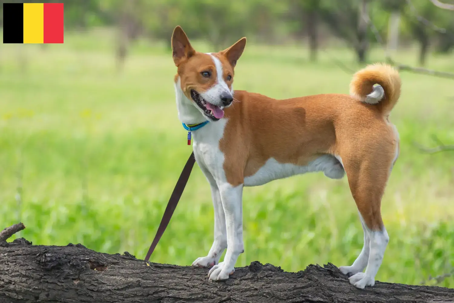 Basenji hvalpe og opdrættere Belgien Her kan du finde basenjiopdrættere i Belgien.