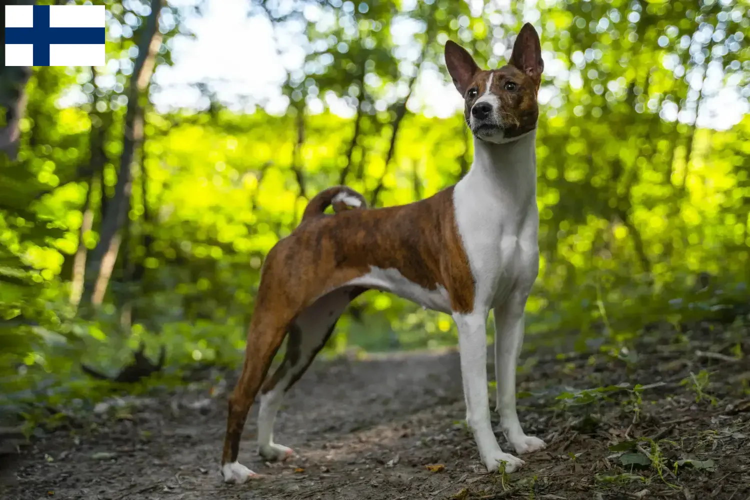 Basenji hvalpe og opdrættere Finland Her kan du finde basenjiopdrættere i Finland.