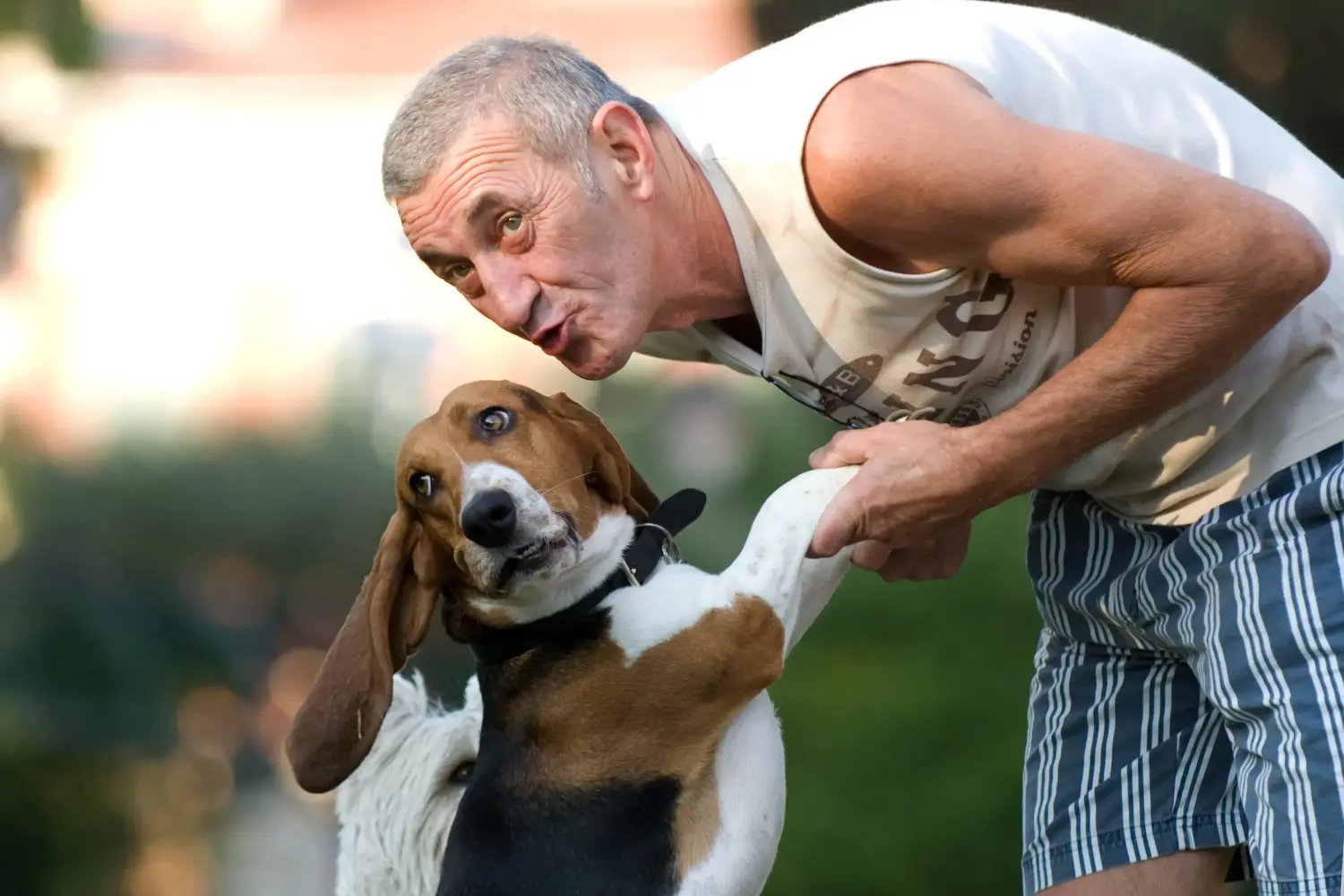 Basset Artésien Normand - Min kærlighed til denne hunderace. Hvorfor jeg elsker Basset Artésien Normand