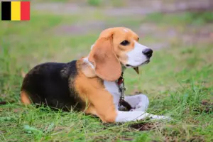 Read more about the article Beagle Harrier opdrættere og hvalpe i Belgien