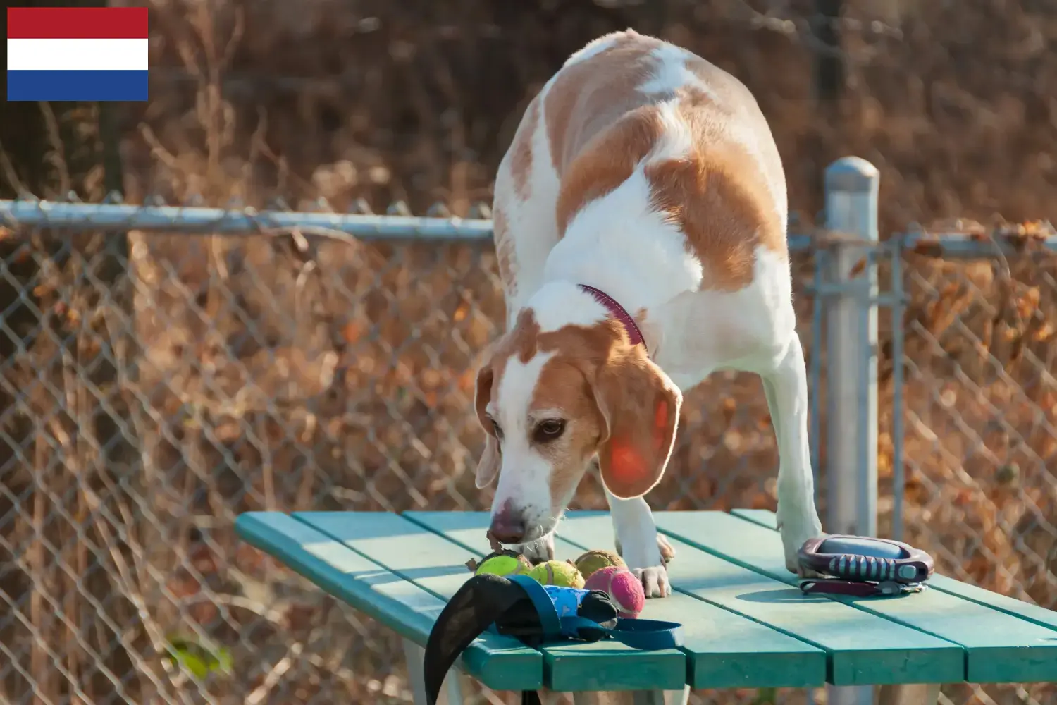 Read more about the article Beagle Harrier opdrættere og hvalpe i Holland