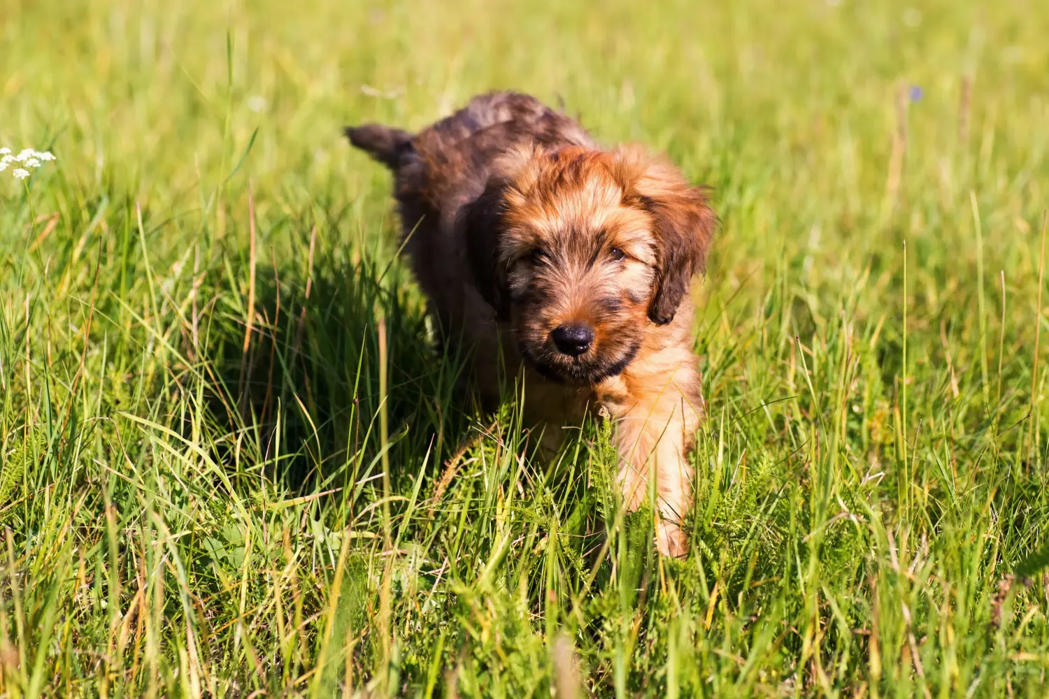 At købe en Briard-hvalp betyder at tage ansvar! Køb Briard-hvalpe.