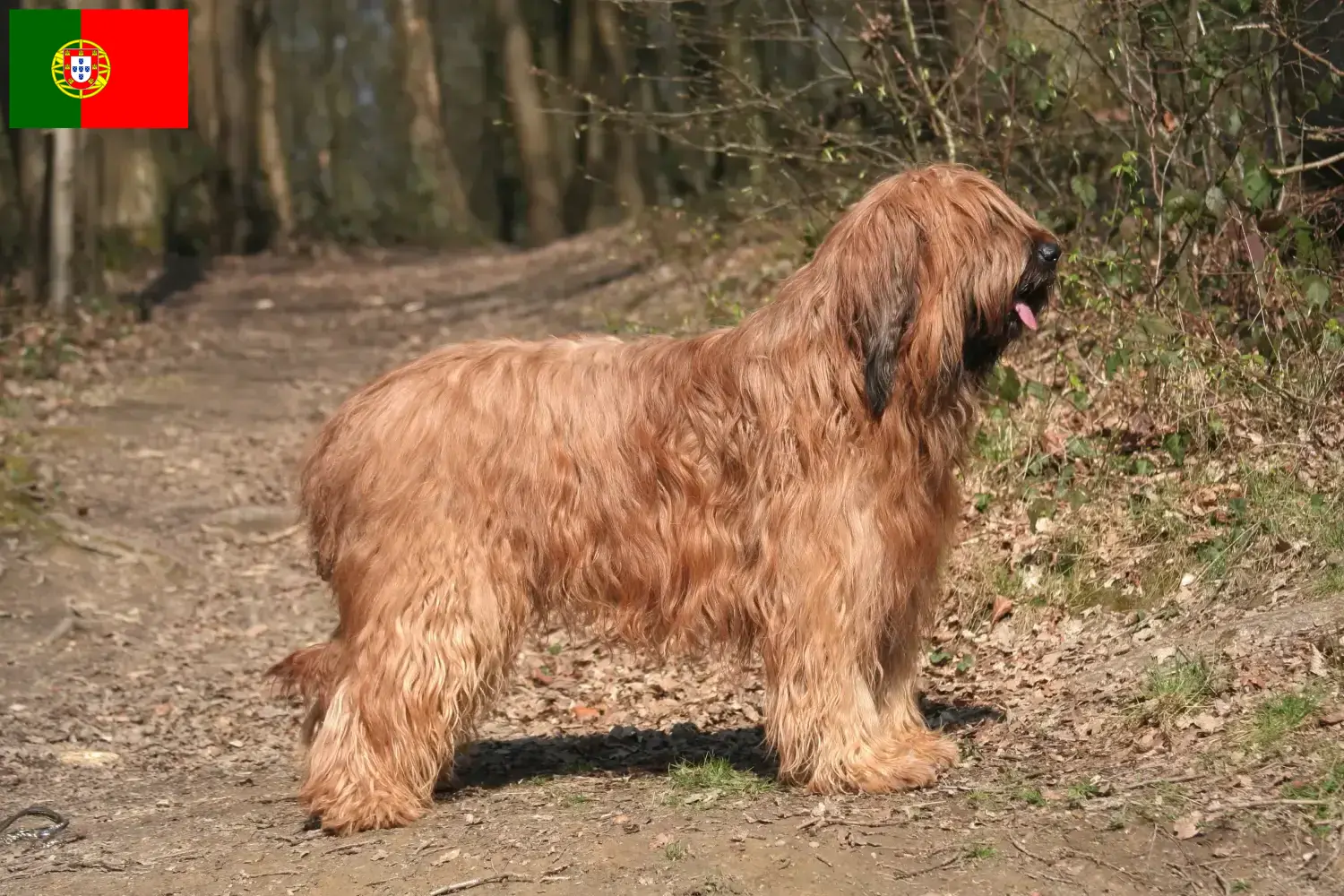 Read more about the article Briard-opdrættere og hvalpe i Portugal