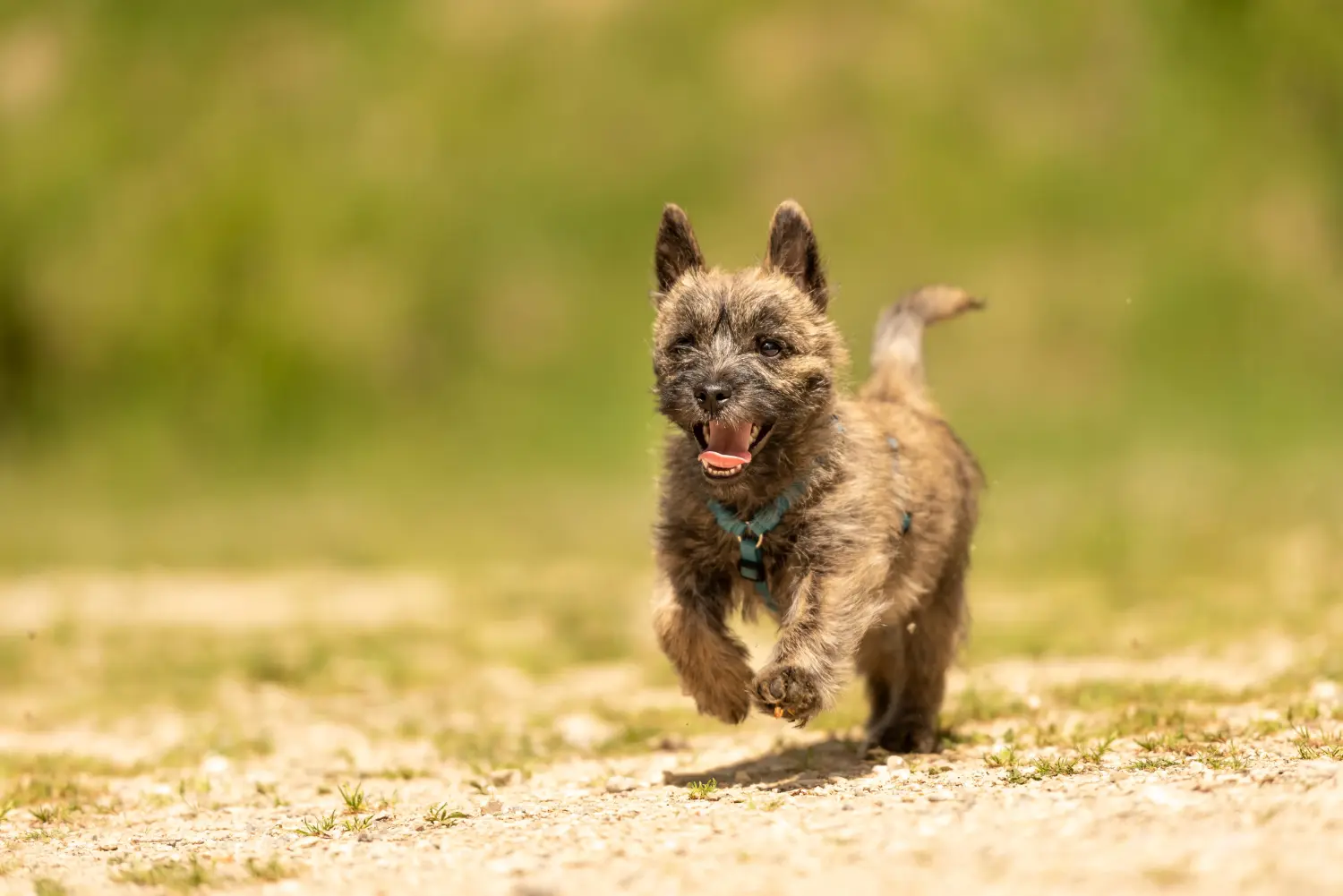 At købe en Cairn Terrier-hvalp betyder at tage ansvar! Køb Cairn Terrier hvalpe.