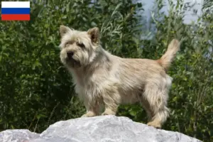 Read more about the article Cairn Terrier opdrættere og hvalpe i Rusland