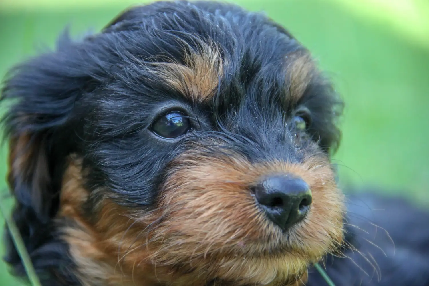 At købe en Cavoodle-hvalp betyder at tage ansvar! Køb Cavoodle-hvalpe.