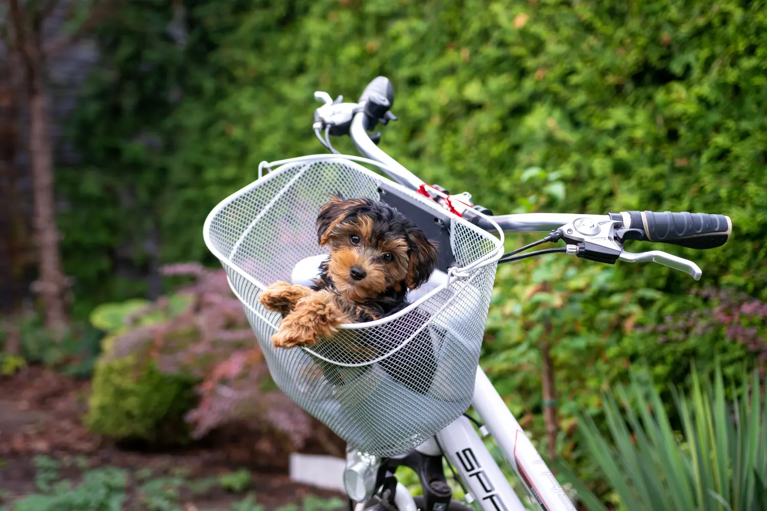 At købe en Cavoodle-hvalp betyder at tage ansvar! Køb Cavoodle-hvalpe.