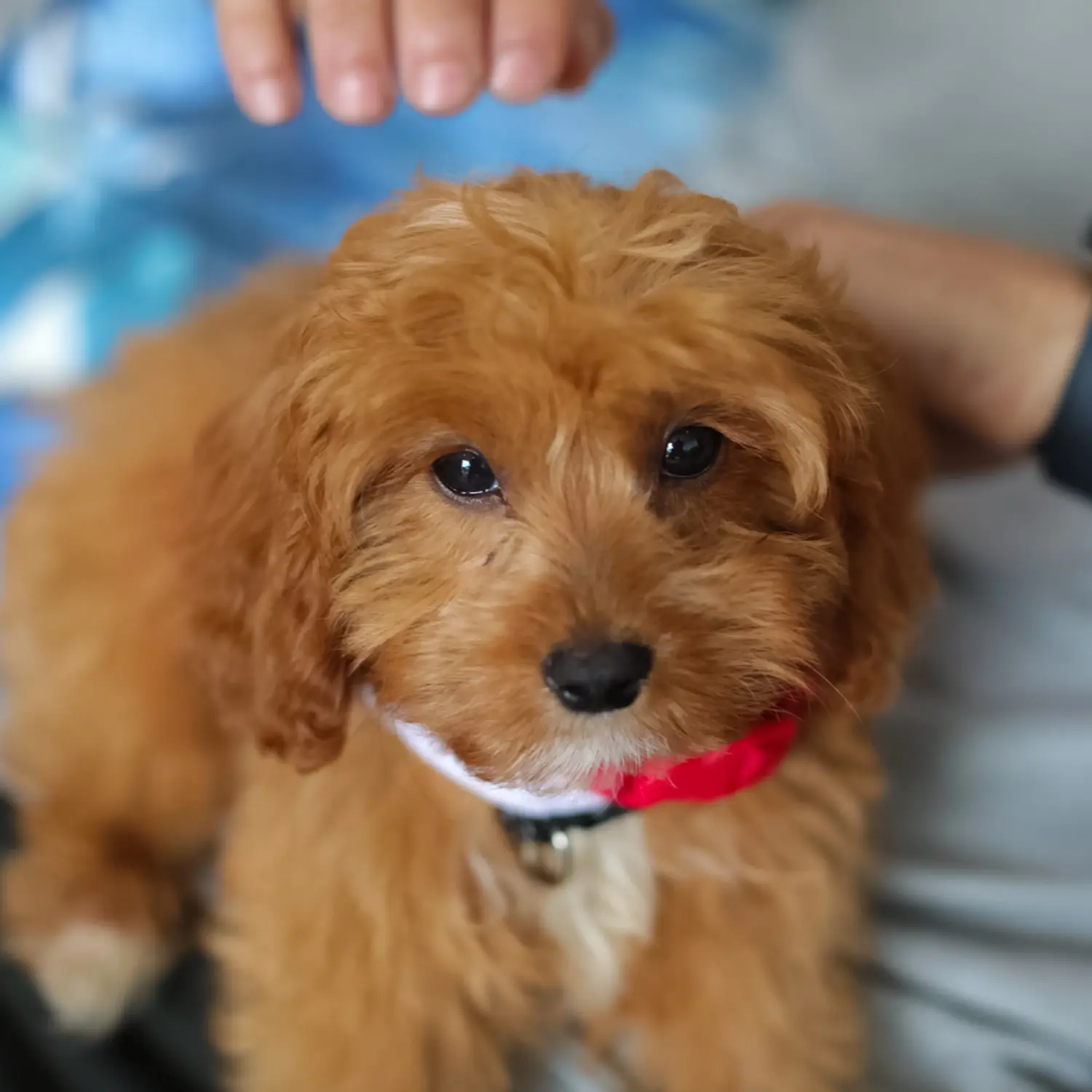 At købe en Cavoodle-hvalp betyder at tage ansvar! Køb Cavoodle-hvalpe.