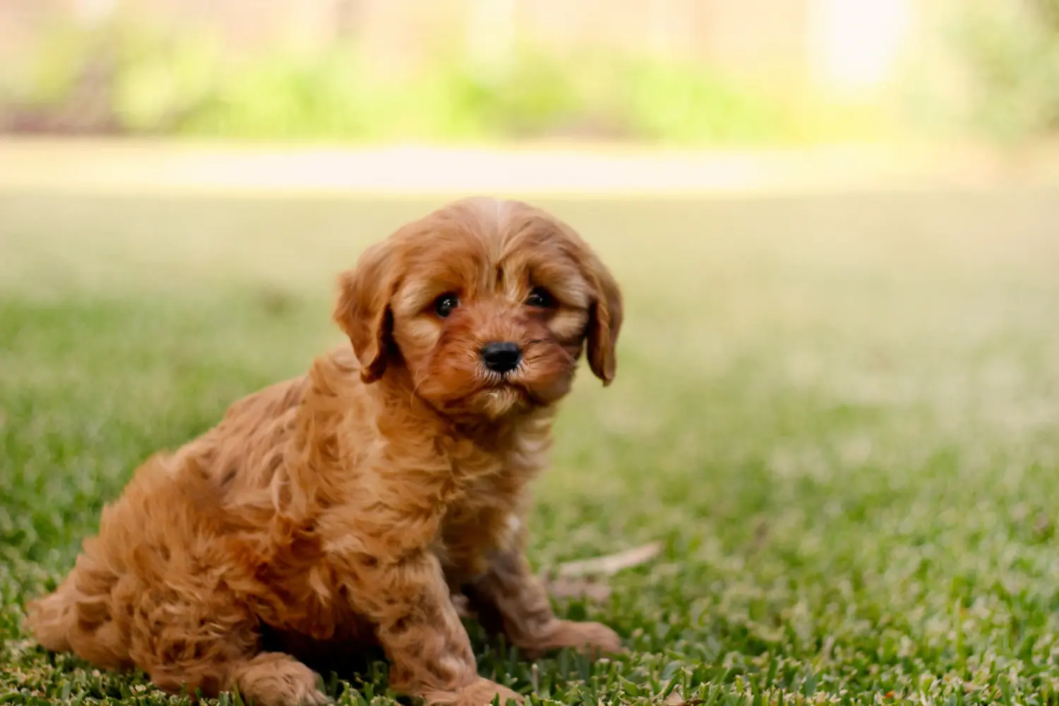 At købe en Cavoodle-hvalp betyder at tage ansvar! Køb Cavoodle-hvalpe.
