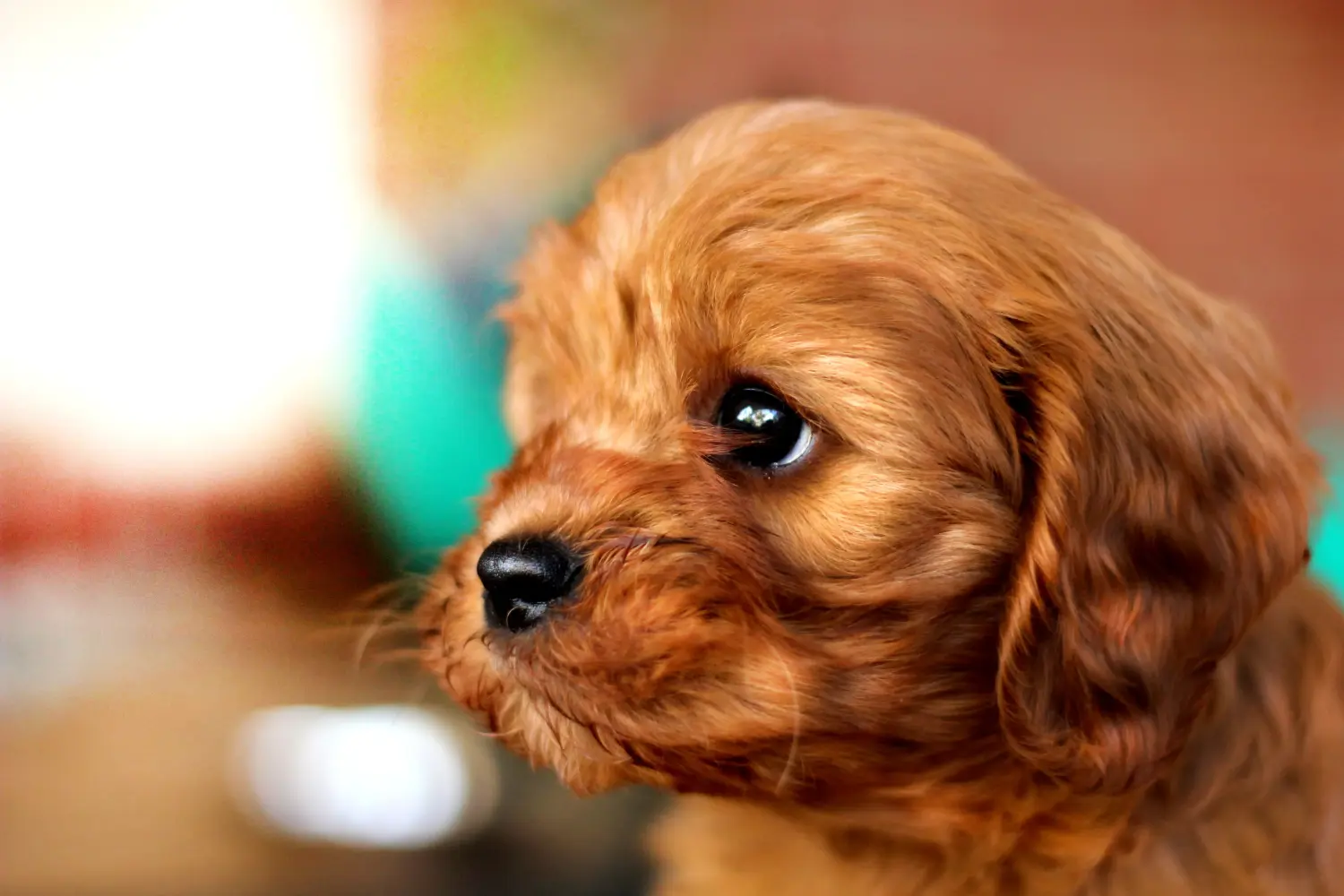 At købe en Cavoodle-hvalp betyder at tage ansvar! Køb Cavoodle-hvalpe.