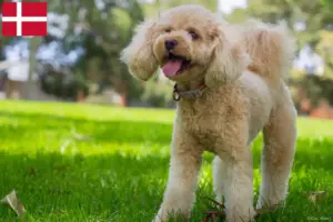 Read more about the article Cavoodle-opdrættere og hvalpe i Danmark
