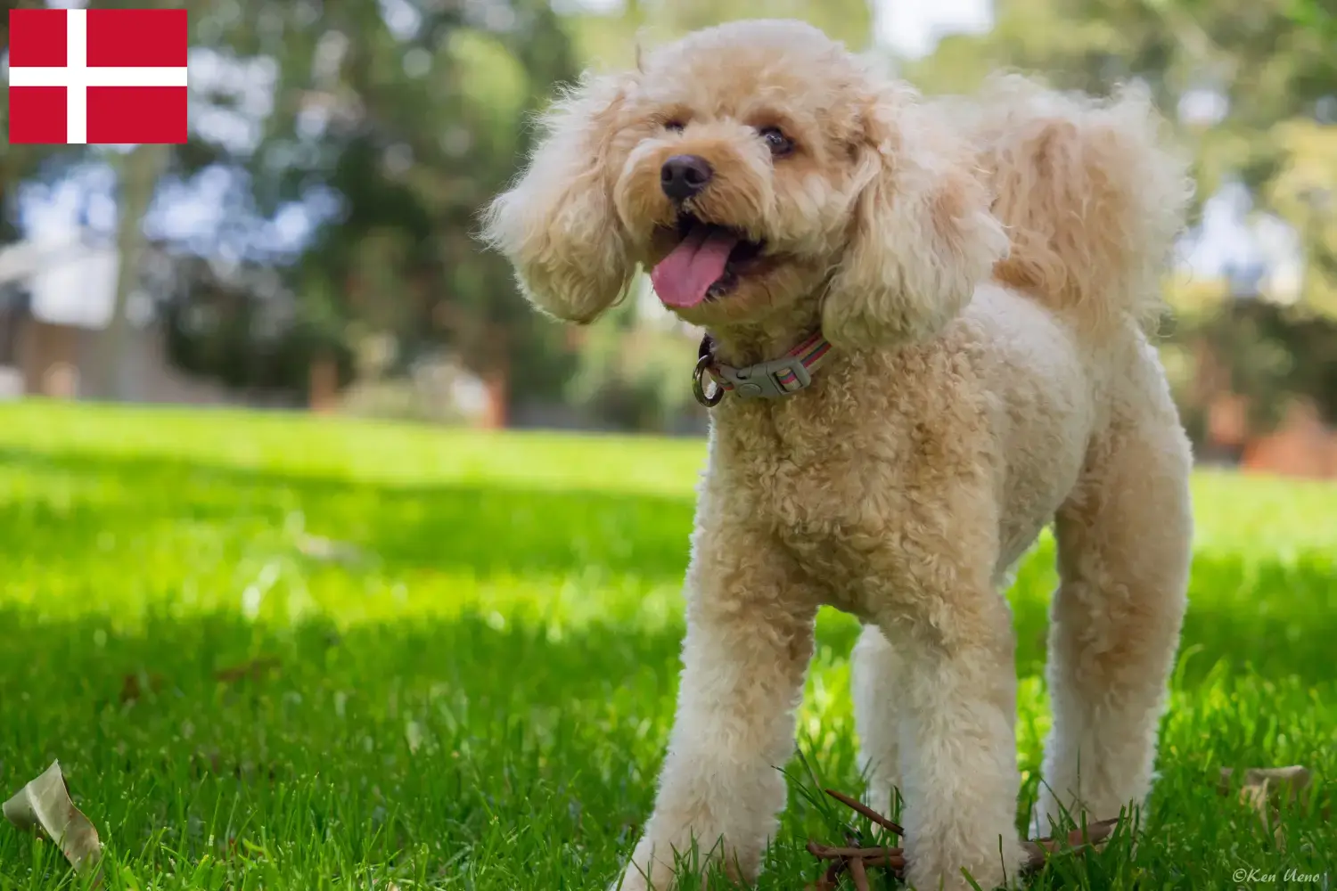 Cavoodle hvalpe og opdrættere Danmark Her kan du finde Cavoodles-opdrættere i Danmark.