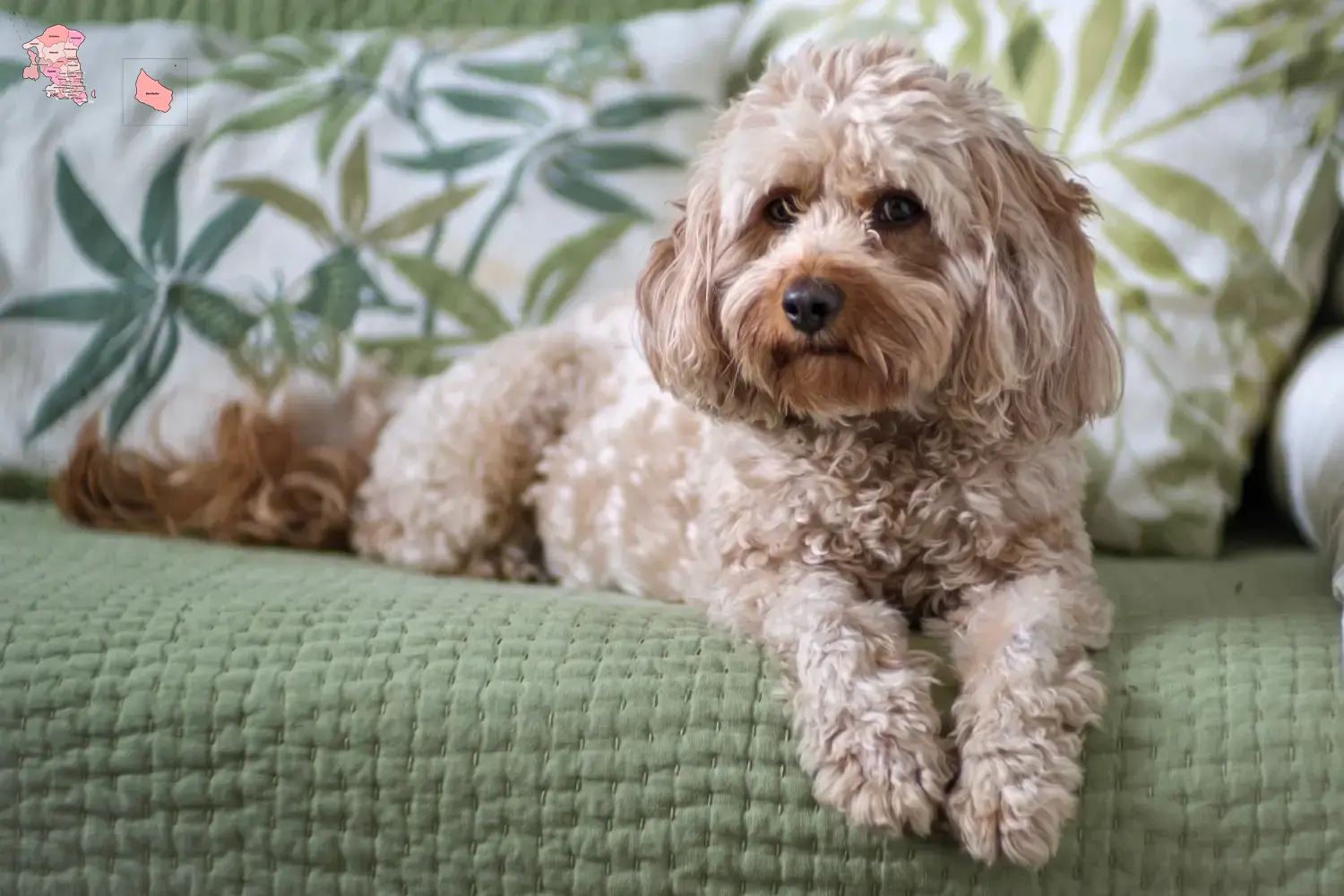 Cavoodle hvalpe og opdrætter Hovedstaden Find Cavoodles-opdrættere i Hovedstaden her.