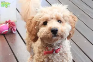 Read more about the article Cavoodle opdrættere og hvalpe i Midtjylland
