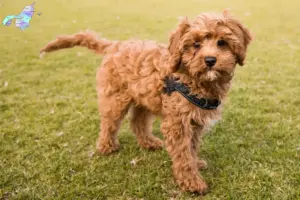 Read more about the article Cavoodle opdrættere og hvalpe i Nordjylland