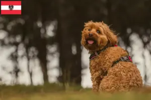 Read more about the article Cavoodle-opdrættere og hvalpe i Østrig