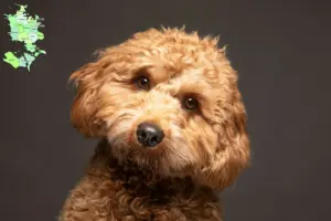 Read more about the article Cavoodle-opdrættere og hvalpe på Sjælland