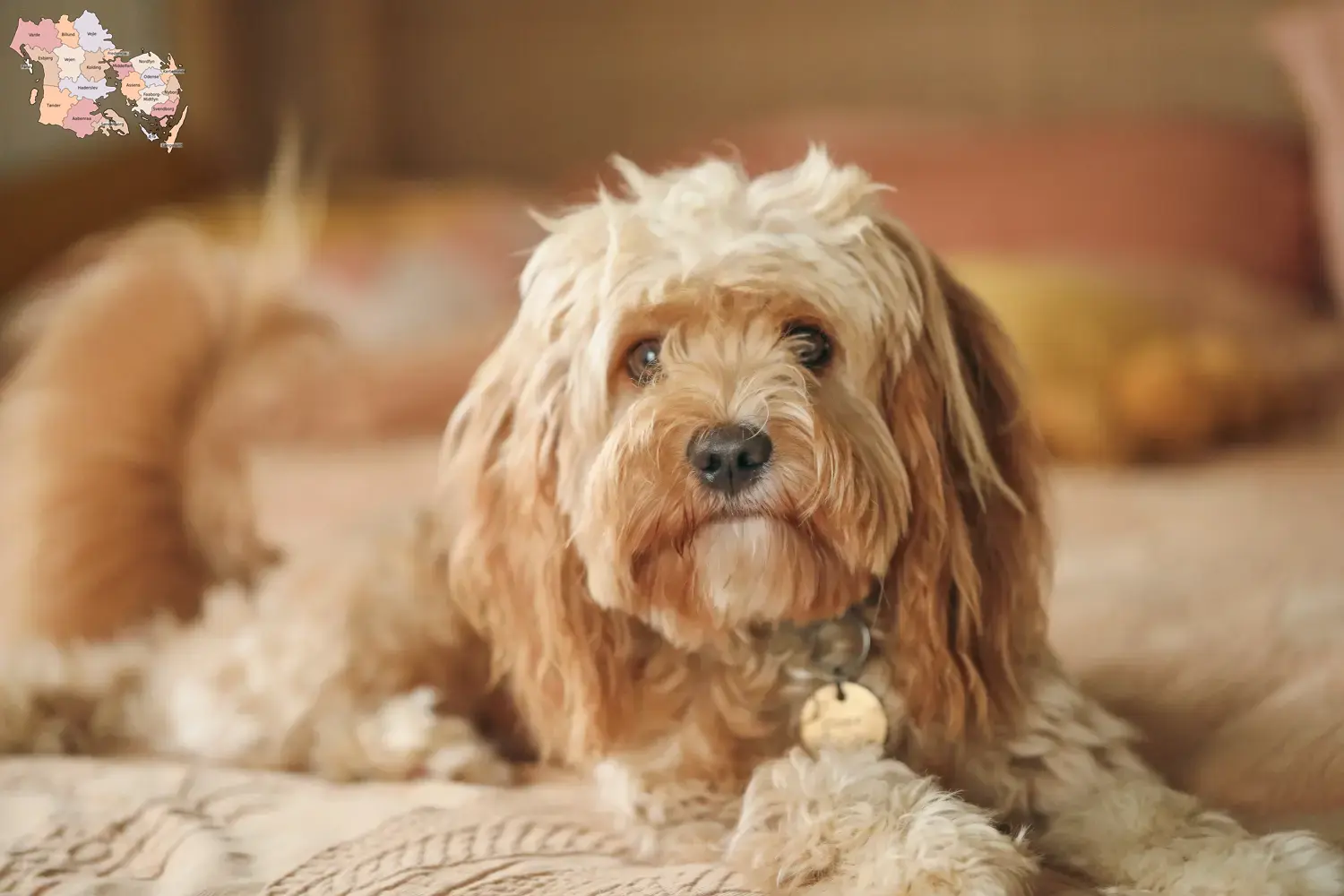 Cavoodle hvalpe og opdrættere Syddanmark Find Cavoodles-opdrættere i Syddanmark her.