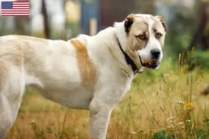 Read more about the article Centralasiatiske hyrdehundeopdrættere og hvalpe i USA