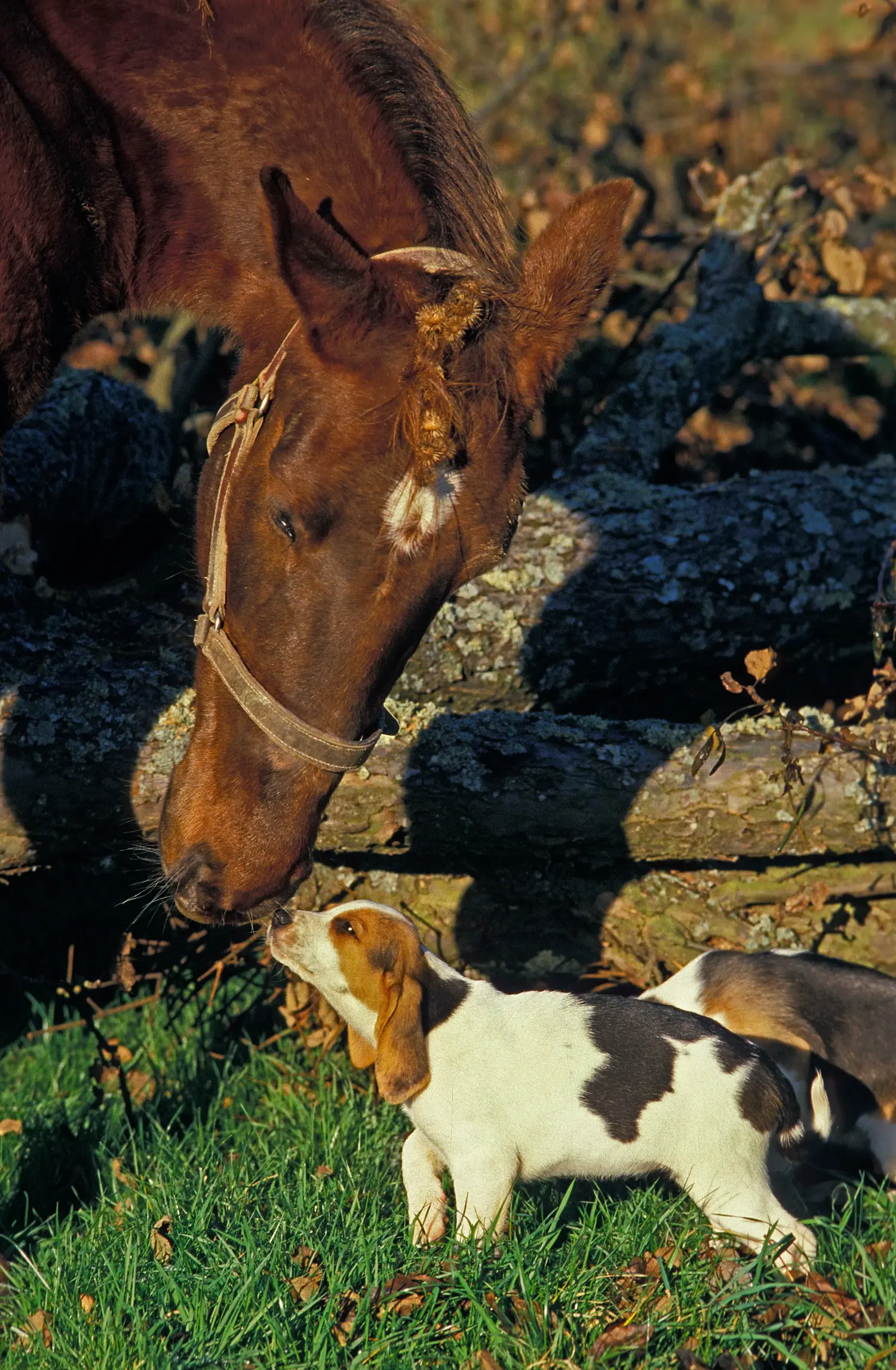 At købe en Chien d'Artois-hvalp betyder at tage ansvar! Køb Chien d'Artois-hvalpe.