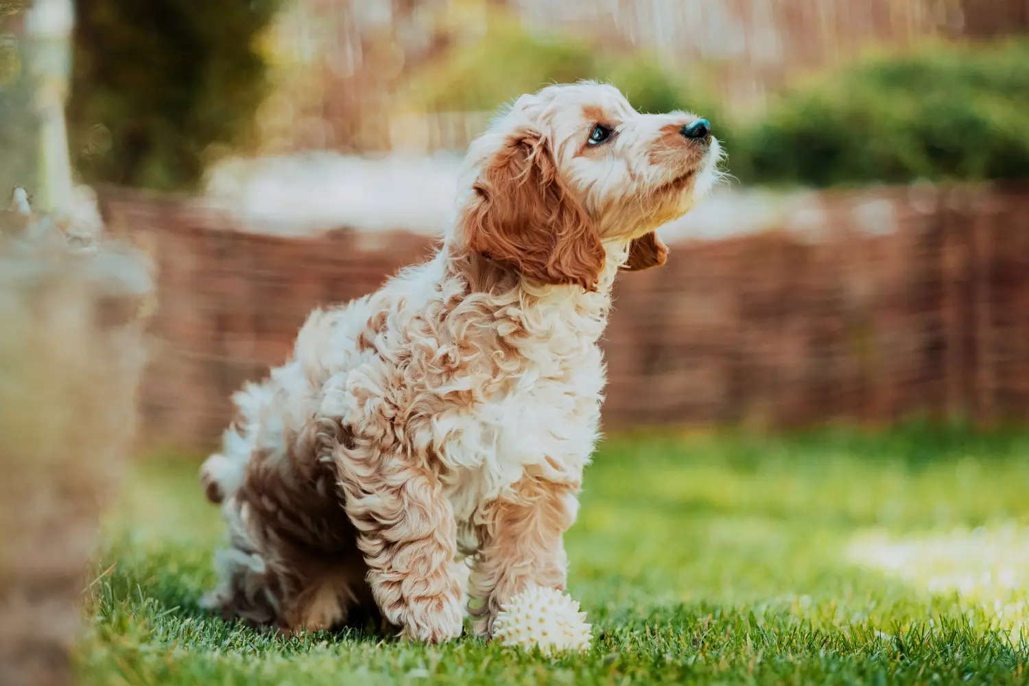At købe en cockapoo-hvalp betyder at tage ansvar! Køb cockapoo-hvalpe.